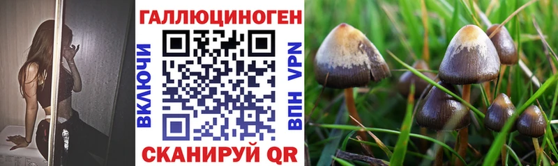 закладки  Володарск  Псилоцибиновые грибы MAGIC MUSHROOMS 